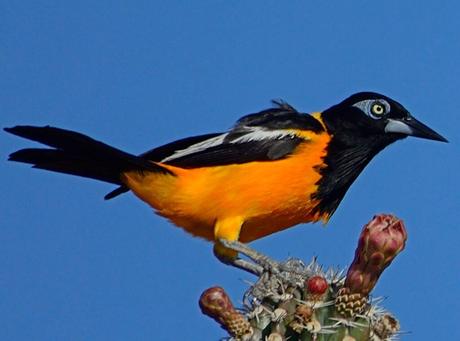 Venezuelan Troupial