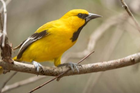 Yellow Oriole