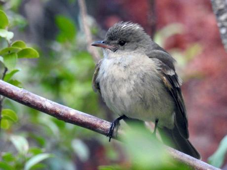 Caribbean Elaenia