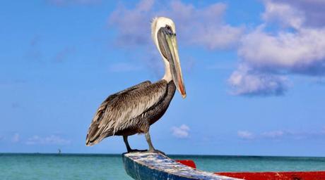 Brown Pelican