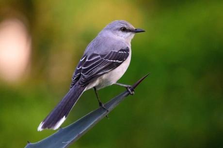 Tropical Mockingbird