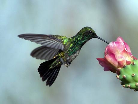 Blue-Tailed Emerald