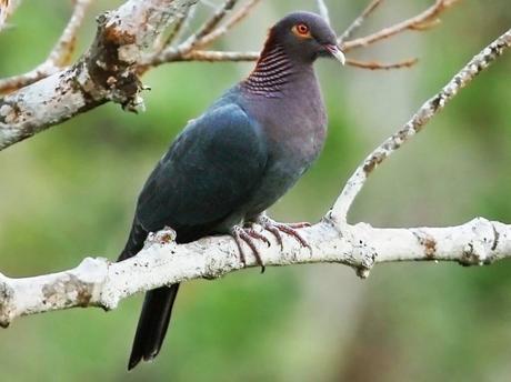 Scaly-Naped Pigeon