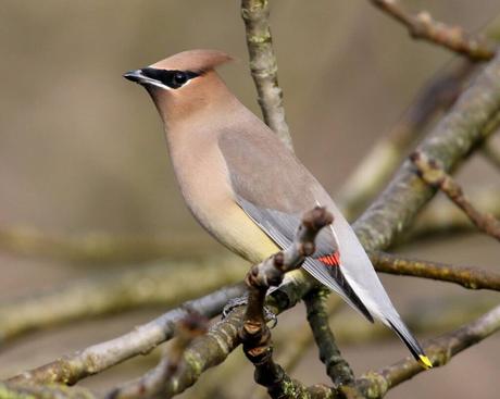 Waxwing Birds