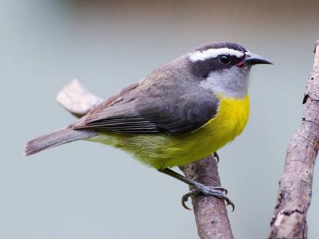 Bananaquit