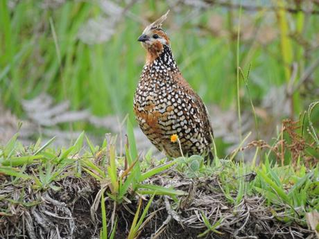 Crested Bobwhite