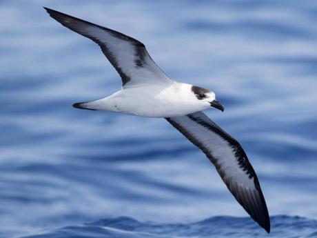 Black-Capped Petrel