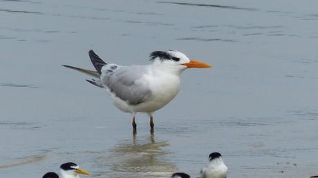 Royal Tern