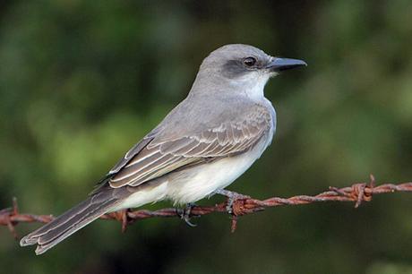 Gray Kingbird