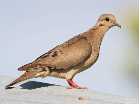 Eared Dove