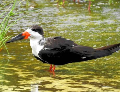 Black Skimmer