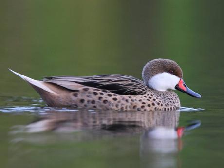 White-Cheeked Pintail