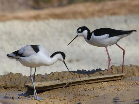 Stilts and avocets