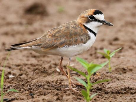 Collared Plover