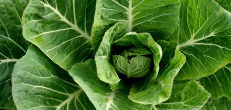 5 Nutritional benefits of collard greens