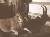 Rest Shadows நிழலும் நிஜமும்