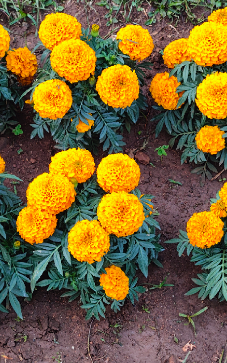 Lalbagh Biannual Flower Show – a Display Teeming with Life and Beauty