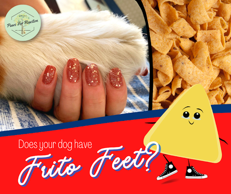 Frito feet: Why do my dog's paws smell like Fritos? Can I stop my dog's paws from smelling like corn chips?
