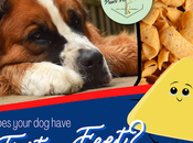 Frito Feet: Dog's Paws Smell Like Fritos? Stop from Smelling Corn Chips?