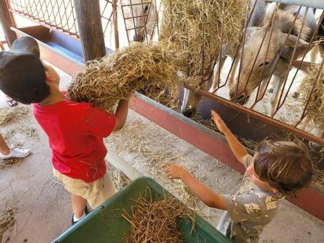 Activities At The Donkey Sanctuary