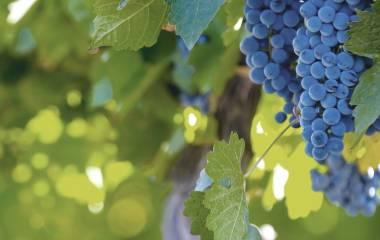 Argentinien und Chile Gourmetreise: Die besten Weinbauregionen Südamerikas