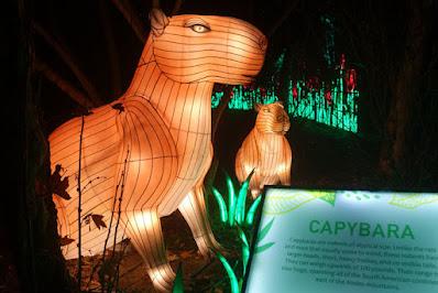 GLOWFARI AT THE OAKLAND ZOO: Panorama of Larger Than Life Animal Lanterns