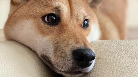 PleasrHouse Auctioning Original Doge Meme Couch
