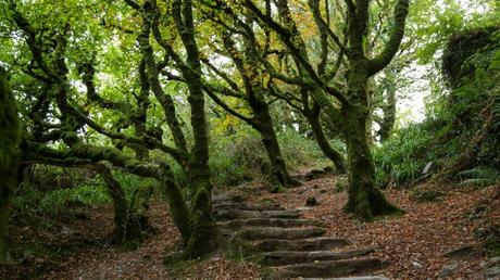 Discover the Best Hikes in Cork: A Guide to Ireland’s Scenic Trails
