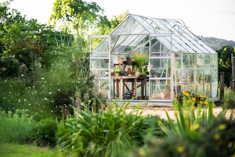 5 Common Plants To Put in Your Greenhouse