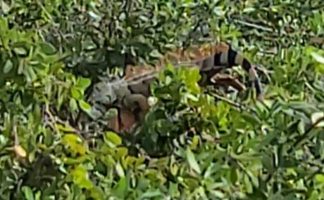 An Iguana Perched on a Tree in Cancun Mexico