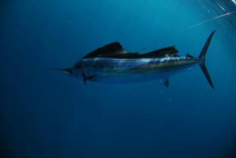 Sailfish