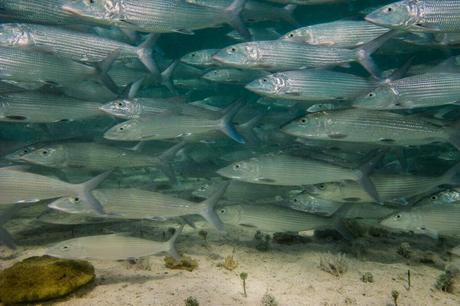 Bonefish