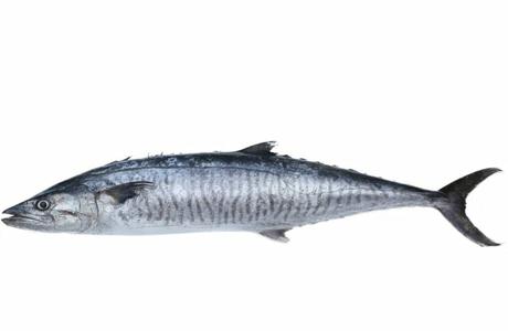 King Mackerel