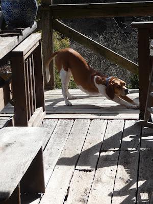 At Random with Downard Dog