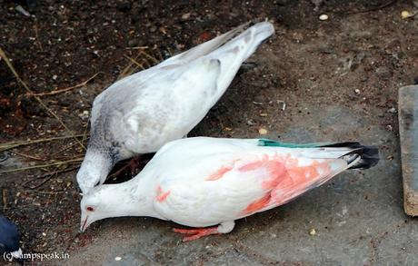 Colour, colour  - -  what colour do you choose ?!?!?