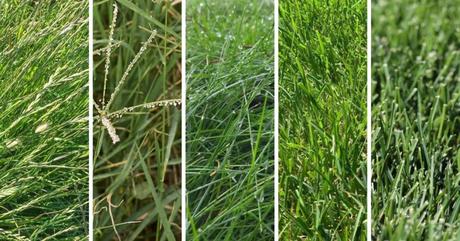snippets of tall fescue, ryegrass, bemudagrass, fine fescue and kentucky bluegrass
