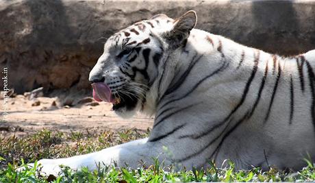 tongue-twisting white Tiger