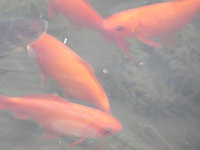 Frog Went A-Courting