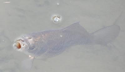 Frog Went A-Courting