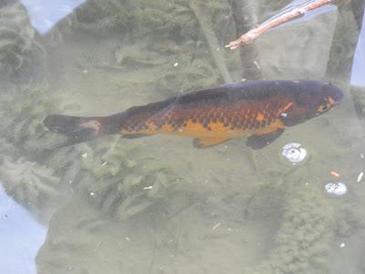 Frog Went A-Courting