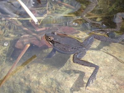 Frog Went A-Courting