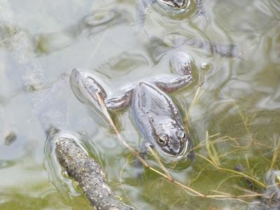 Frog Went A-Courting