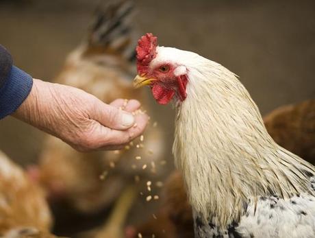 Top 10 Chicken Feeds to Foster a Healthy Flock