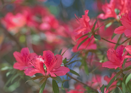 Rhododendron  flower