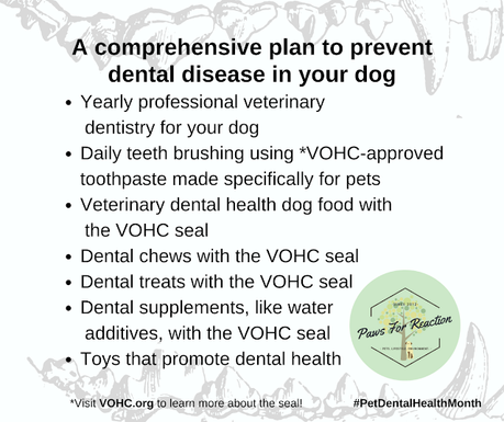 Prevent dental disease in your dog 2023
