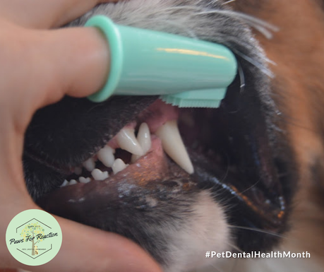 Dental health, doggy style: What are common signs my dog has dental disease?