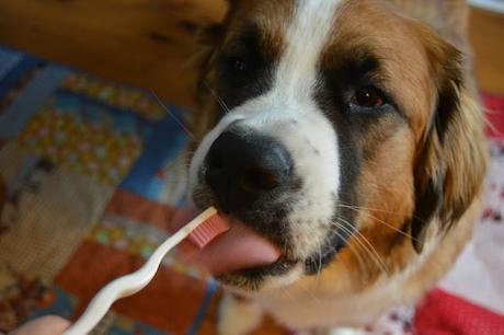 Saint Bernese teeth brushing dog pet dental health month