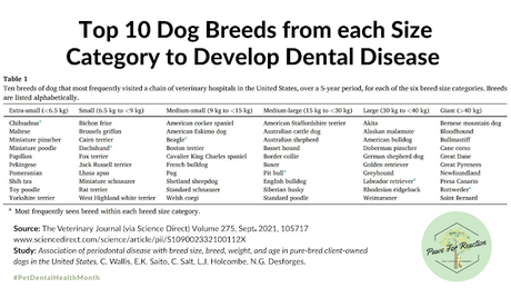 Top 10 Dog Breeds from each Size Category to Develop Dental Disease