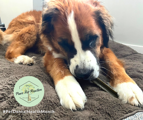 Hazel Signs of dental disease in dogs Paws For Reaction Saint Bernese