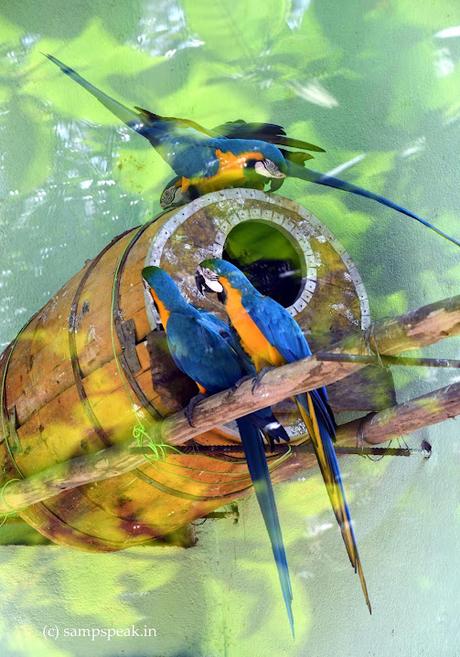 the beautiful big colourful attractive - Macaws !! the beautiful big colourful attractive - Macaws !!